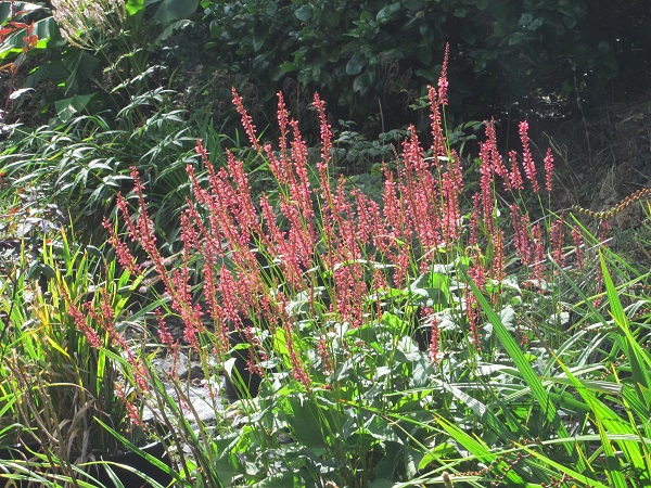 Persicaria amplexicaulis 'Orangefield'