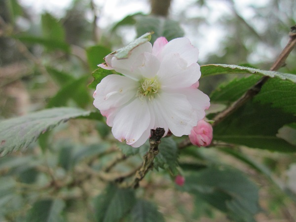 Prunus subhirtella 'Autumnalis'