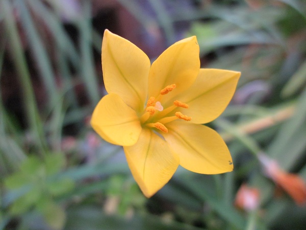 Ipheion hirtellum