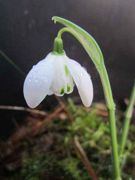 Galanthus 'Richard Ayres'