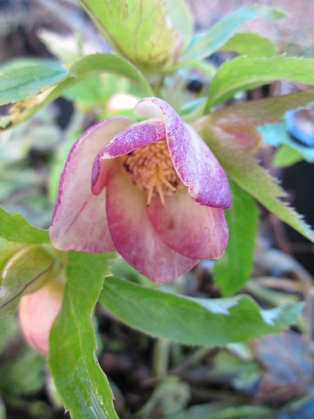 Helleborus x hybridus 'Golden Sunrise'