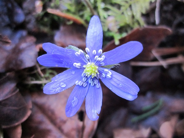 Hepatica transsilvanica 'Loddon Blue'