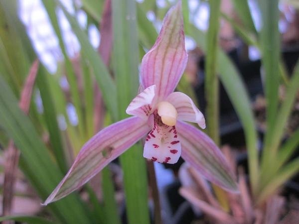 Cymbidium goeringii