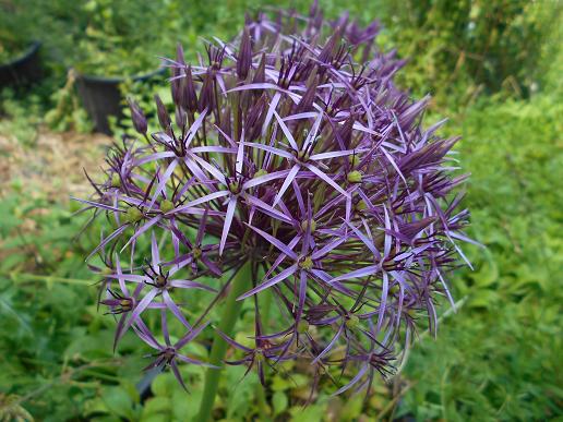 Allium cristophii