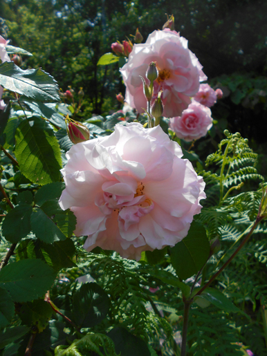 Rosa 'Celeste'