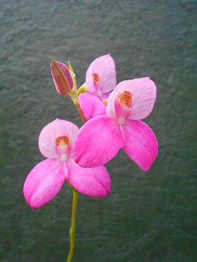 Disa Kewensis 'May'
