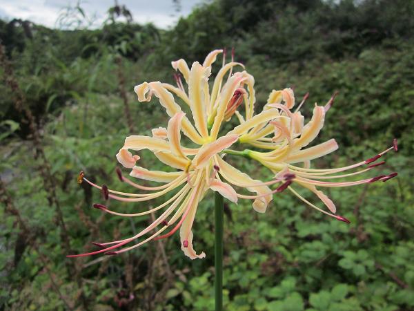Lycoris shaanxiensis