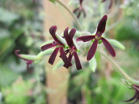 Pelargonium sidoides