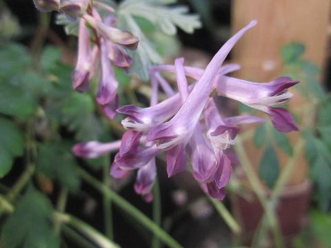 Corydalis solida