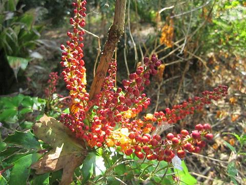 Mahonia 'Cabaret'