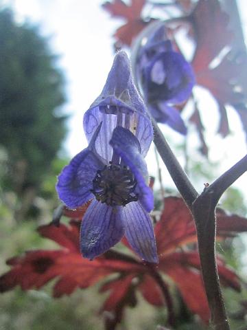 Aconitum hemsleyanum