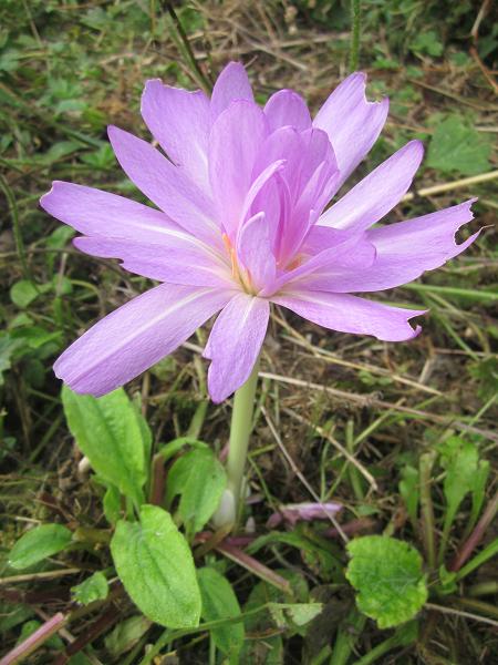 Colchicum 'Waterlily'