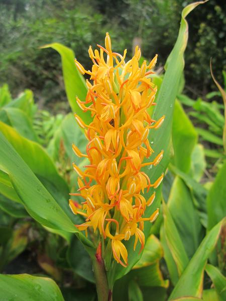 Hedychium densiflorum 'Kalimpong Gold'