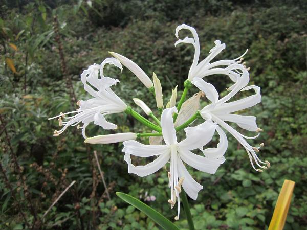 Nerine bowdenii 'Sophie'