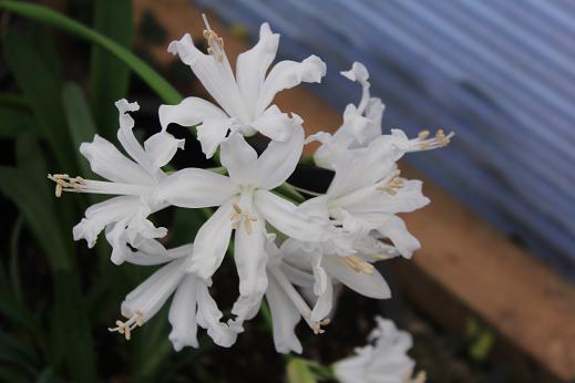 Nerine 'Blanchefleur'