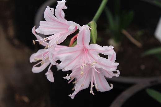 Nerine 'Inchmery Kate'