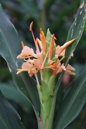 Hedychium 'Gahili'
