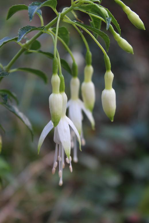 Fuchsia 'Hawkshead'