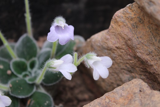 Petrocosmea 'HT-2'
