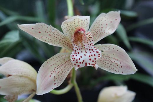 Cymbidium Hawtescens