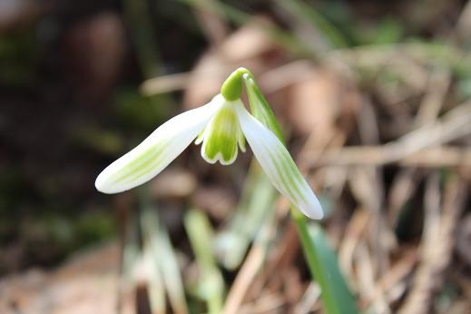 Galanthus 'Hugh Mackenzie'