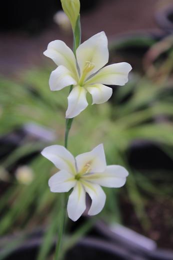 Gladiolus tristis