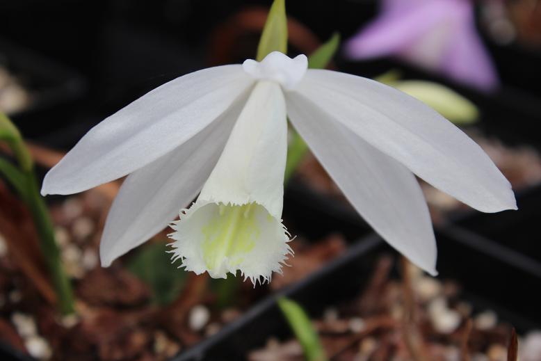 Pleione formosana 'Clare'