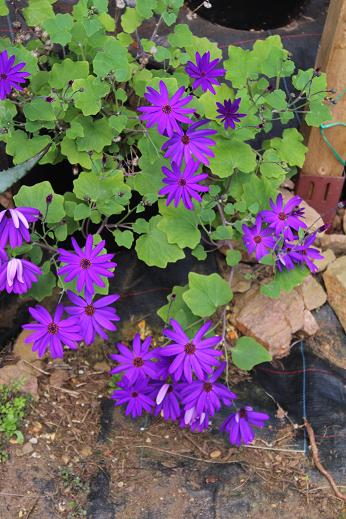 Pericallis Senetti Deep Blue