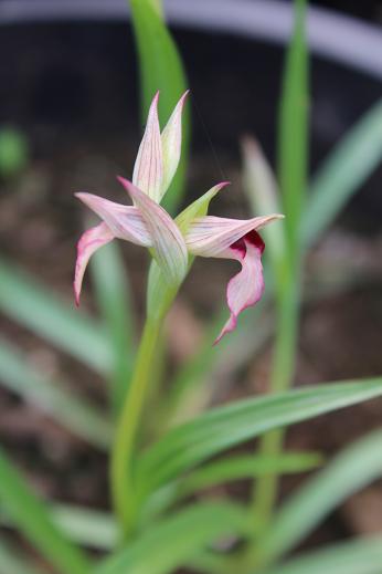 Serapias lingua 'Mars'