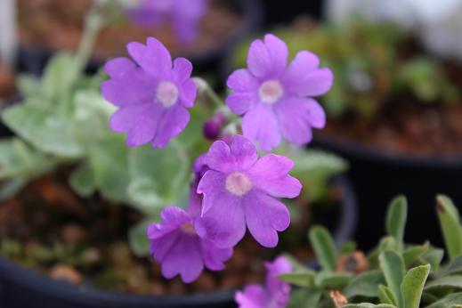 Primula marginata