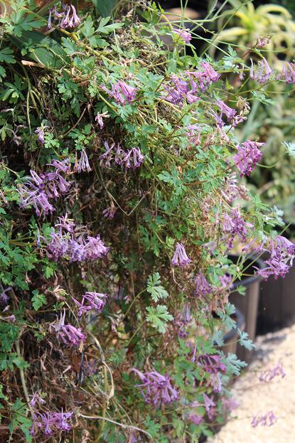 Corydalis 'Blackberry Wine'