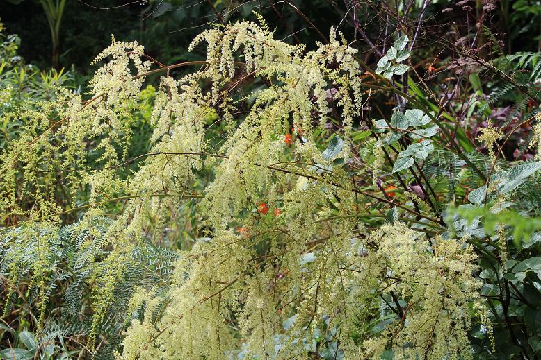 Astilbe rivularis var. myriantha BWJ-8076A