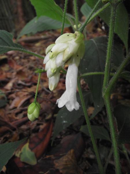 Strobilanthes nutans