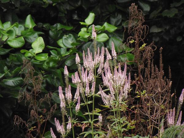 Veronicastrum virginicum 'Roseum'