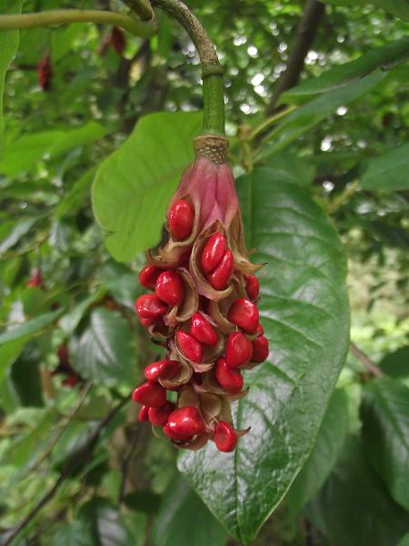 Magnolia wilsonii