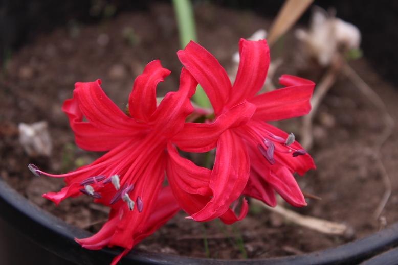 Nerine sarniensis