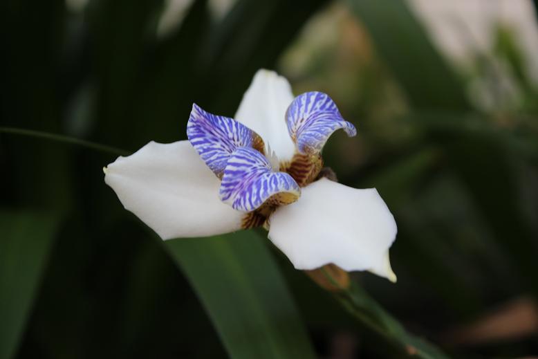 Neomarica candida