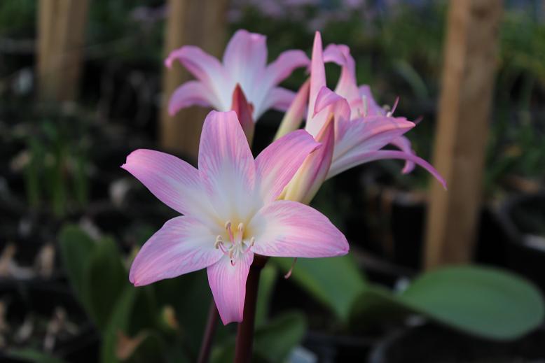 Amaryllis belladonna 'Johannesburg'