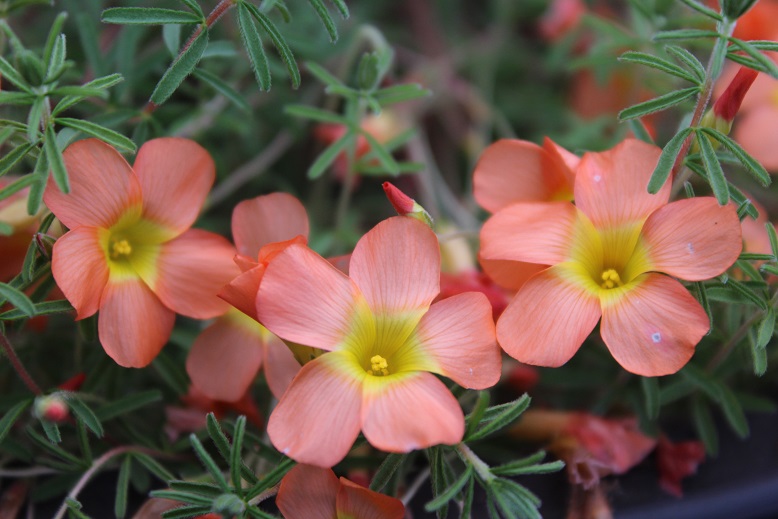 Oxalis massoniana