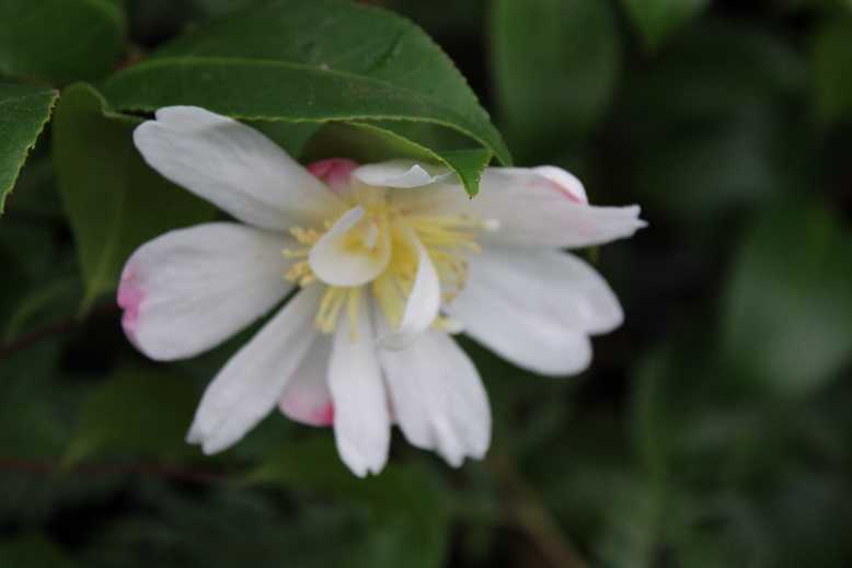 Camellia sasanqua 'Rainbow'