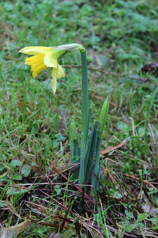 Narcissus 'Rijnveld's Early Sensation'