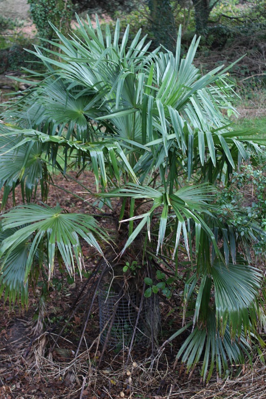 Trachycarpus fortunei