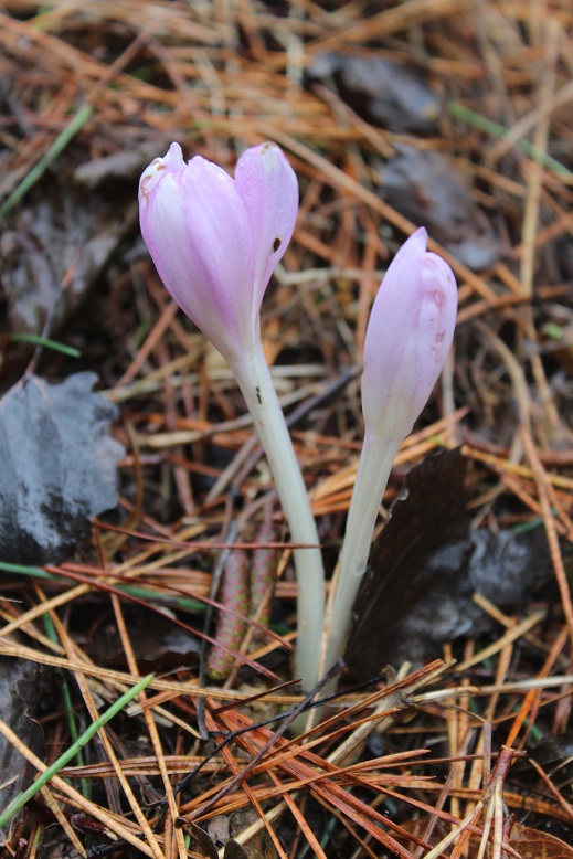 Colchicum autumnale