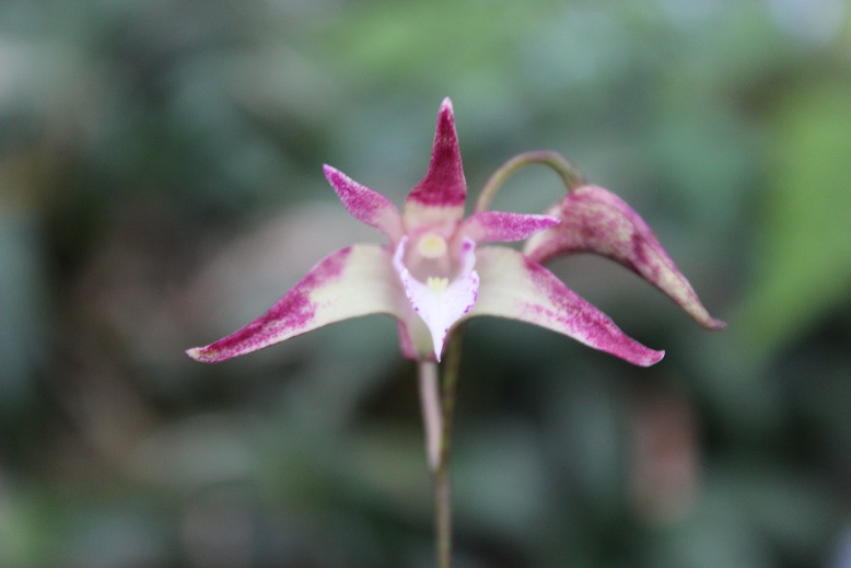 Dendrobium Ellen