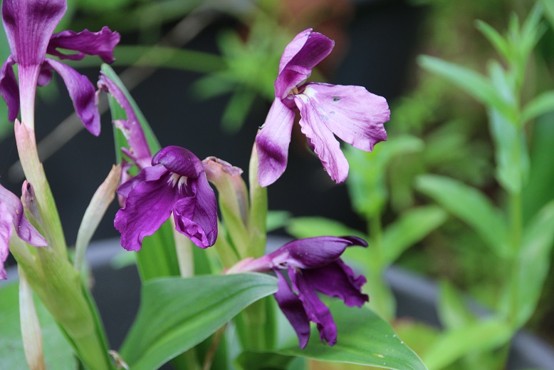 Roscoea humeana 'Inkling'