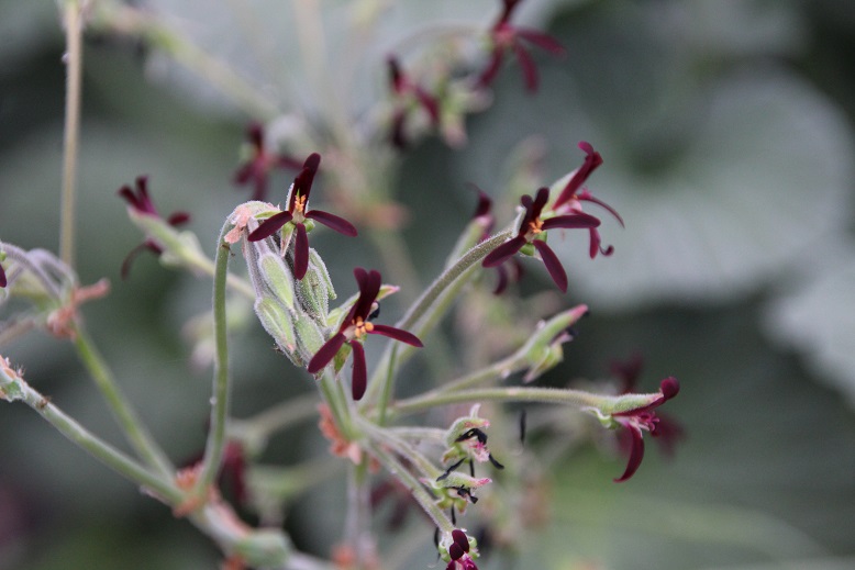 Pelargonium sidoides