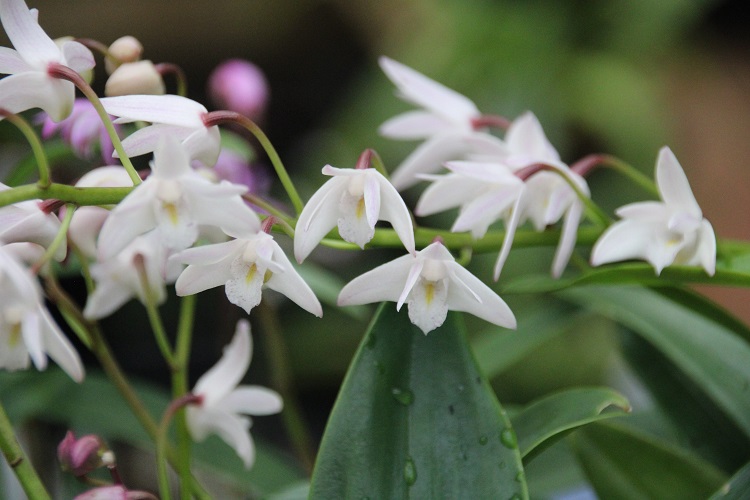 Iris unguicularis 'Walter Butt'