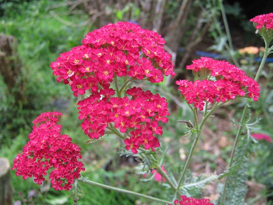 Achillea 'Summer Pastels'  