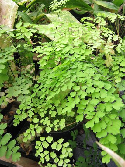 Adiantum raddianum  