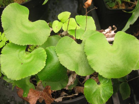 Adiantum reniforme  